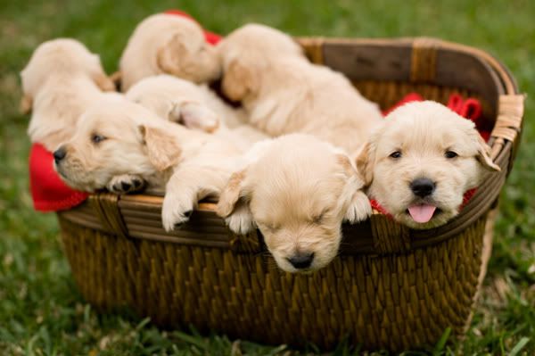 Too Cute, Basket of puppies.