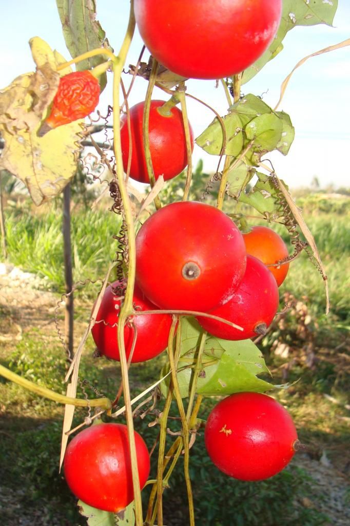 Cây lạ, trái đẹp có phải Cây Cứt Quạ Lớn ?