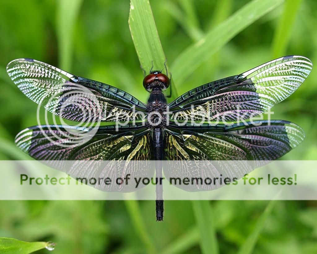  photo dragonfly2_zpsf8cff4b9.jpg