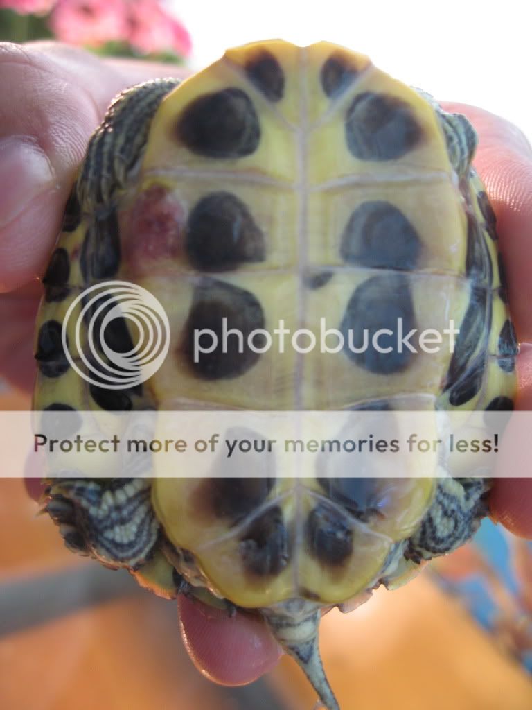 RES Turtles - What are these red spots? - EMERGENCY CARE - Turtle Forum